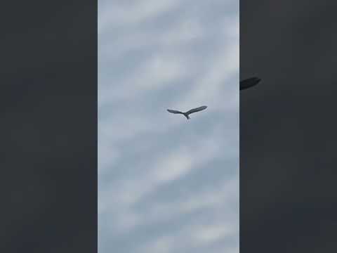 Great egret flying high #naturepark #nature #wildlife #park #egret #greategret