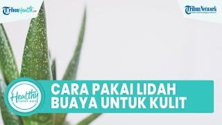 Cara Tepat Menggunakan Lidah Buaya untuk Mengatasi Masalah Kulit, Simak Ulasan Berikut Ini