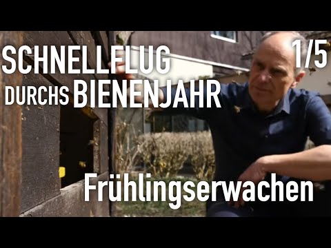 spring awakening | Fast flight through the bee year (1/5)