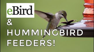 HOW to use eBird to figure out WHEN to take your hummingbird feeders down in the fall!