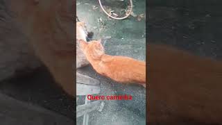 14 de agosto de 2026