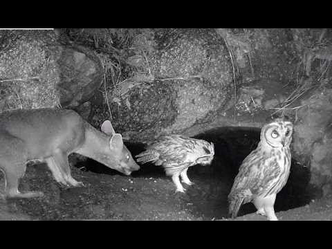 REGISTRO INCRÍVEL E INÉDITO DE BICHO CAÇANDO NA MINAÇÃO