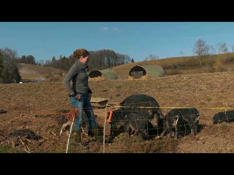 Wollschweine  -  BIOLANDBAU GUGGENBÜEL