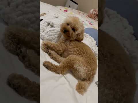 経営学科 飼い主のベッドでうとうとするトイプードル14ヶ月 #toypoodle #トイプードル