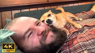 You Have to See These Funniest Dogs and Humans Moments 😍