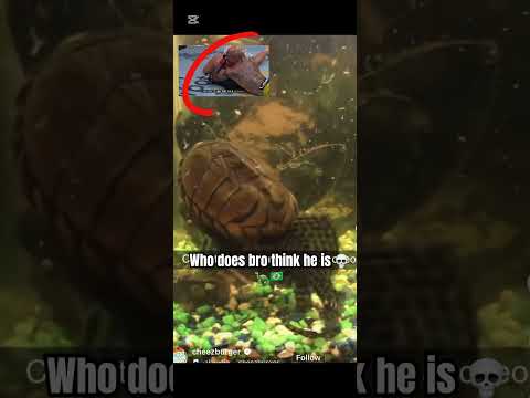 Charles do Bronx 💀🇧🇷😂🐢 #mma #funny #jokes #charlesoliveira #shorts #animals