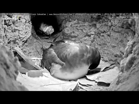 Why Is The Female Cahow Shaking Her Head? – Jan. 25, 2019