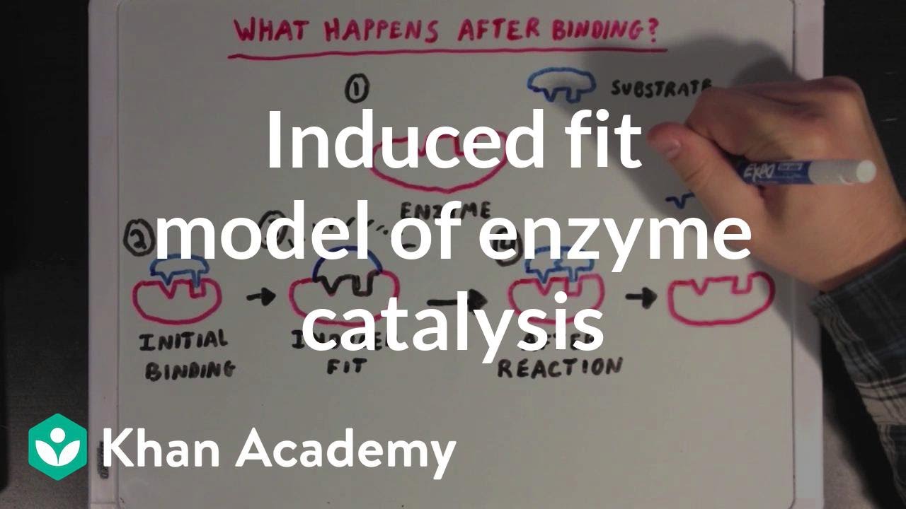 Induced fit model of enzyme catalysis | Chemical Processes | MCAT | Khan Academy