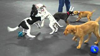 M during puppy class playtime at BonaFide Dog Academy