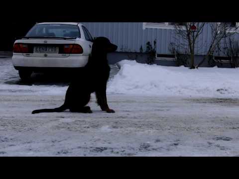 Fjärrdirigering Elitklass