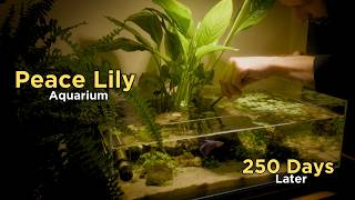 Peace Lily Aquarium - 250 days later