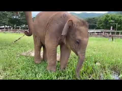 Wan Mai  and her family- EleFlix