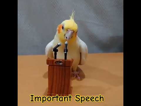 Most important speech #samworld #shortsvideo #birds #cocktail #bridskolam