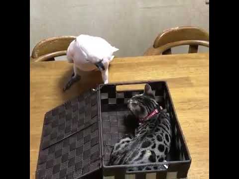 Cat or bird ki anokhi yari