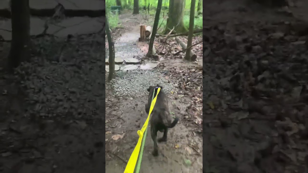 Enlarge Fifa, a Adoptable Mixed Breed in Greensboro, NC video 6/6