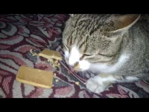 botesti,vaslui,romania 2012