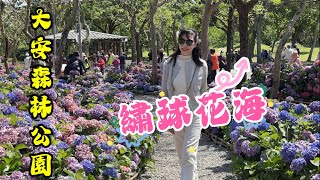 大安森林公園繡球花與杜鵑花