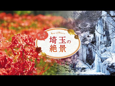 「秋～冬特集  埼玉の絶景」深紅の絶景、色鮮やかな花、幻想的な雲海・氷柱…季節の美しさを楽しもう！