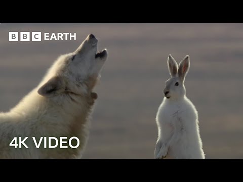 Wolf Pack Hunts a Hare | 4K UHD | The Hunt | BBC Earth