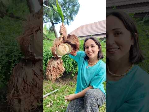 FİLİZLENMİŞ HİNDİSTAN CEVİZİ 💐🧡 Nasıl oluşur? Açıklamalarda🙏🏽🌱