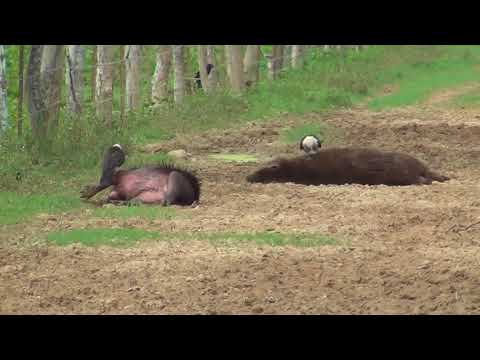 Vamonos Pa Mi Terruño - Jesus Daniel Quintero