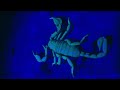 Crayfish Turf Wars London S Wild Side BBC Earth