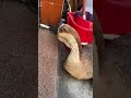 Facing The Slaughter Of The Tearful Goose