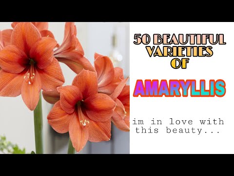 Amaryllis Plant | Top 50 Types and Varieties +Names #Bulb Plant