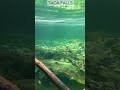 Tada falls crystal clear water