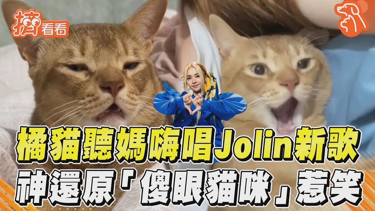 影音/橘貓聽媽嗨唱Jolin新歌 神還原「傻眼貓咪」惹笑