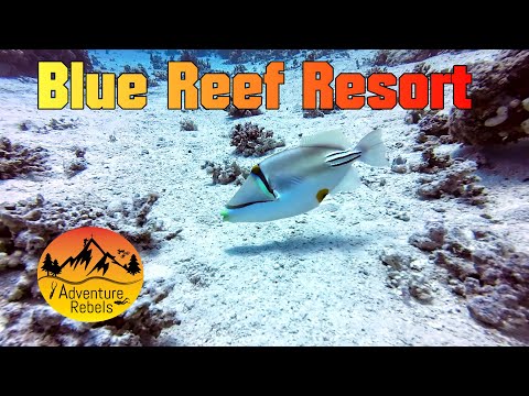 What to expect - Blue Reef Resort,- House Reef, Egypt 2025