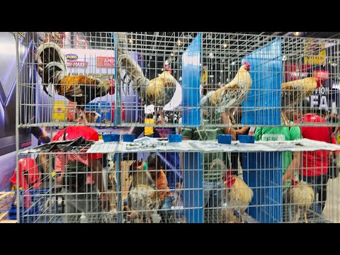Last Day Price List World GameFowl Expo 2025         Bagsak Presyo ba?