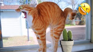 You Laugh You Lose 😅 Best Funny Cats Videos 😹🐶