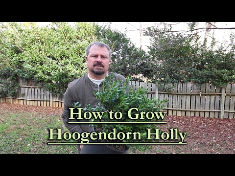 How to grow Hoogendorn Japanese Holly (Low Dome Shaped Evergreen Shrub)