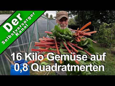 16 Kilo Gemüse auf 0,8 Quadratmetern