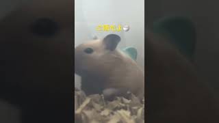 ツーサブローの思い出