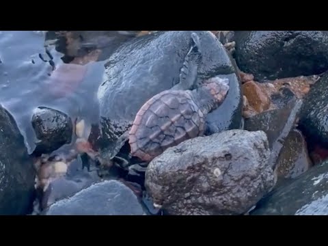 Loggerhead Turtles Take Their First Steps To Ocean (BABY WILDLIFE)