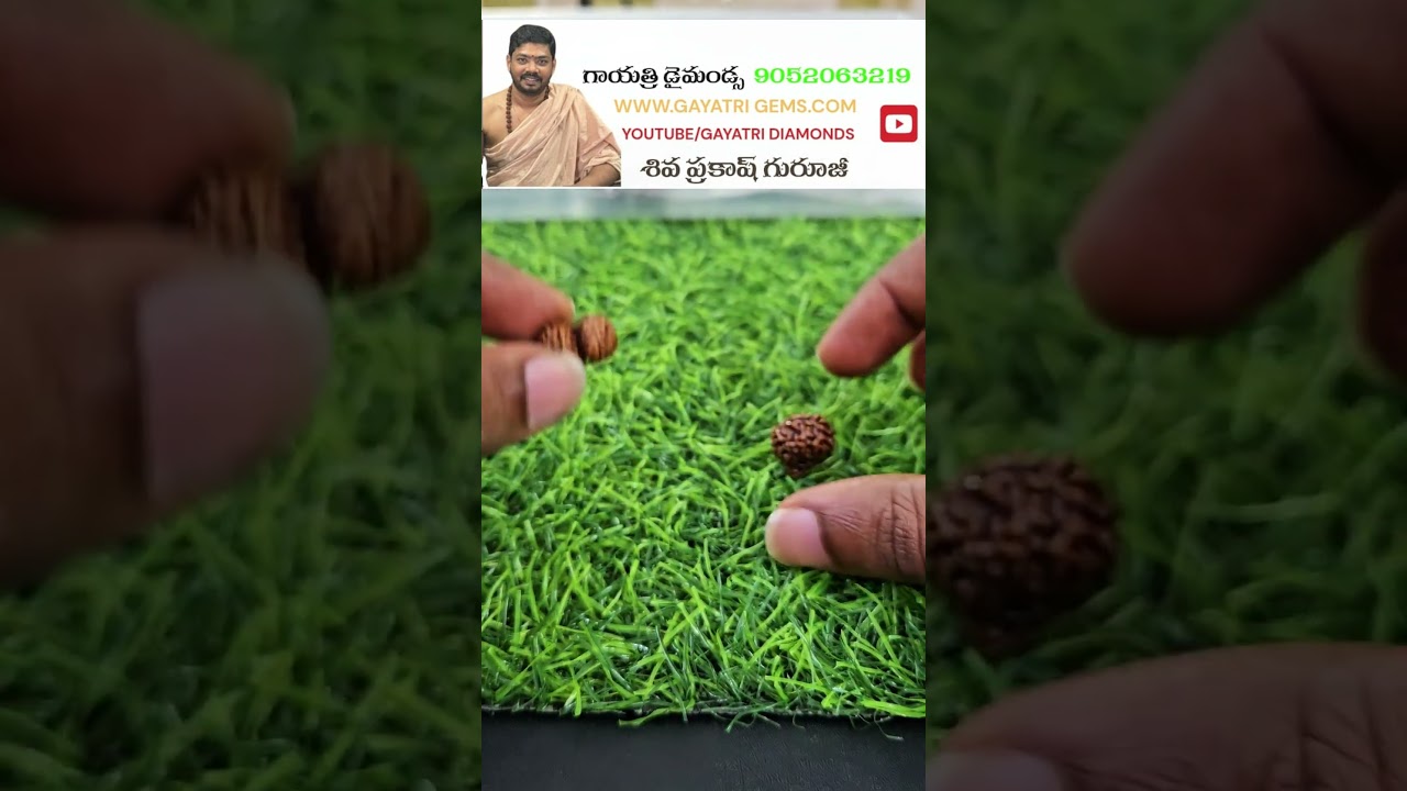 GOWRI SHANKAR RUDRAKSHA #SHORTS