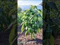 Growing green peppers from seed to harvest