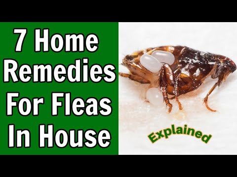 7 Home Remedies For Fleas in The House
