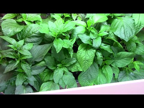 When To Start Pepper Seeds Indoors - A Few Things You Should Know
