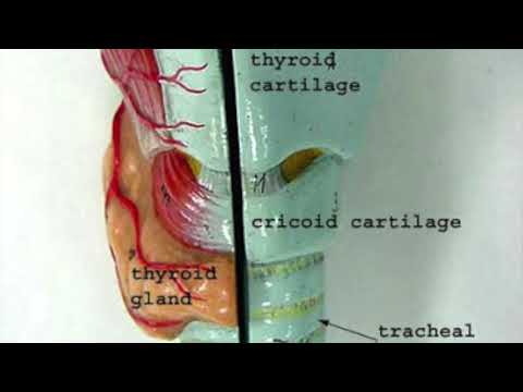 The larynx model