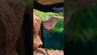 Male Anole Tries To Impress The Ladies! #lizard #dance #funny #nature #reptiles