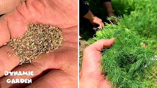 Download lagu How to Grow Dill from Seed _ Planting to Harvest _ Dill Plant mp3