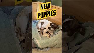 Your Dog NEEDS This!