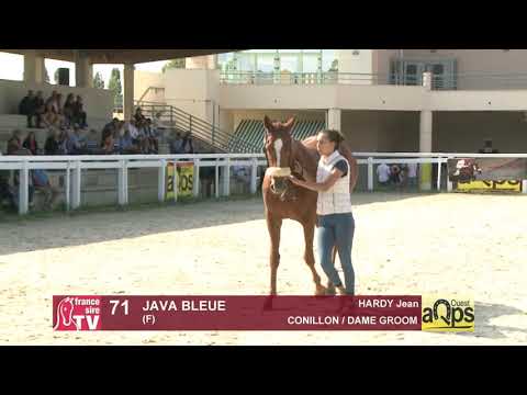 Show AQPS Ouest 2021 - Lot  71