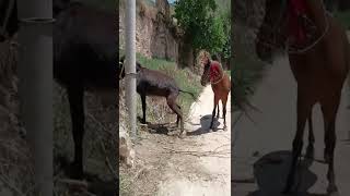 Big horse mating with small donkey very painfull  