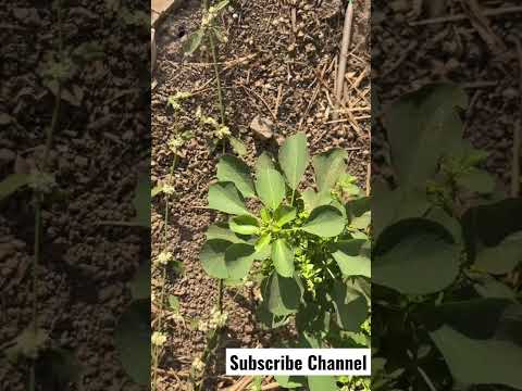 Harita manjari | Medicinal Plant