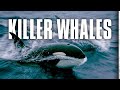 Killer Whales Up Close And Personal