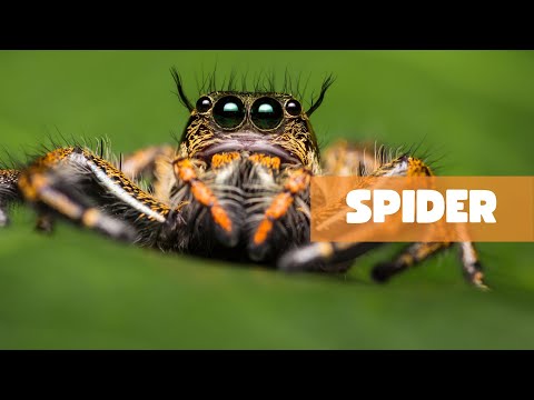 SPIDERS: A NATURE'S EIGHT-LEGGED ARCHITECTS